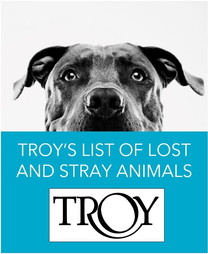 Lost Stray List Image